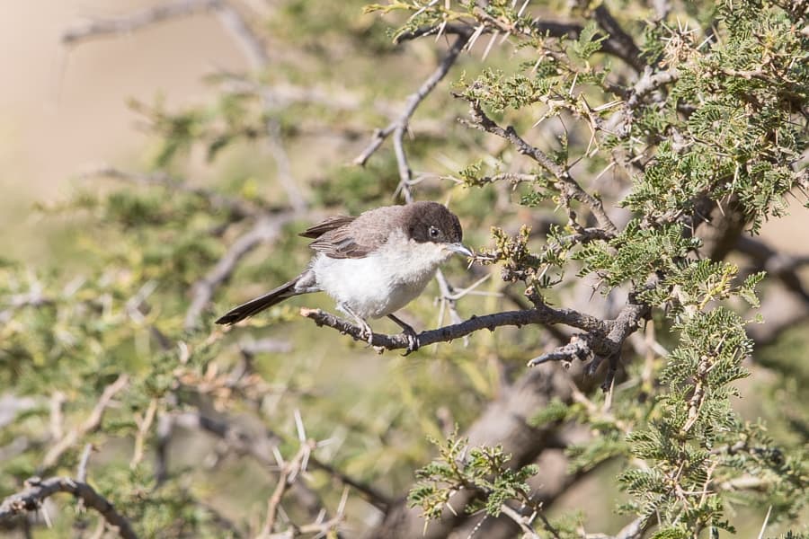 Arabian Warbler – An Namas
