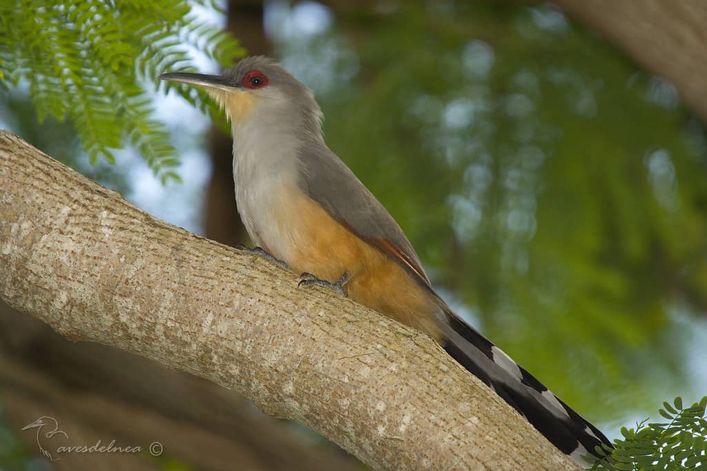 Cuco Lagartero de la Espanola (Hispaniolan Lizard-cuckoo) Coccyzus longirostris (Hermann, 1783)