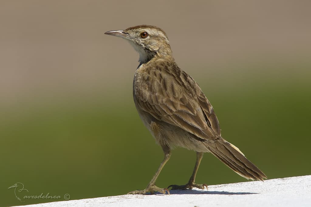 Lenatero (Firewood Gatherer) Anumbius annumbi