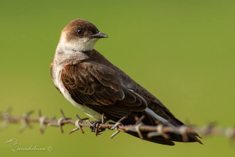 Golondrina parda (Brown-chested Martin) Progne tapera