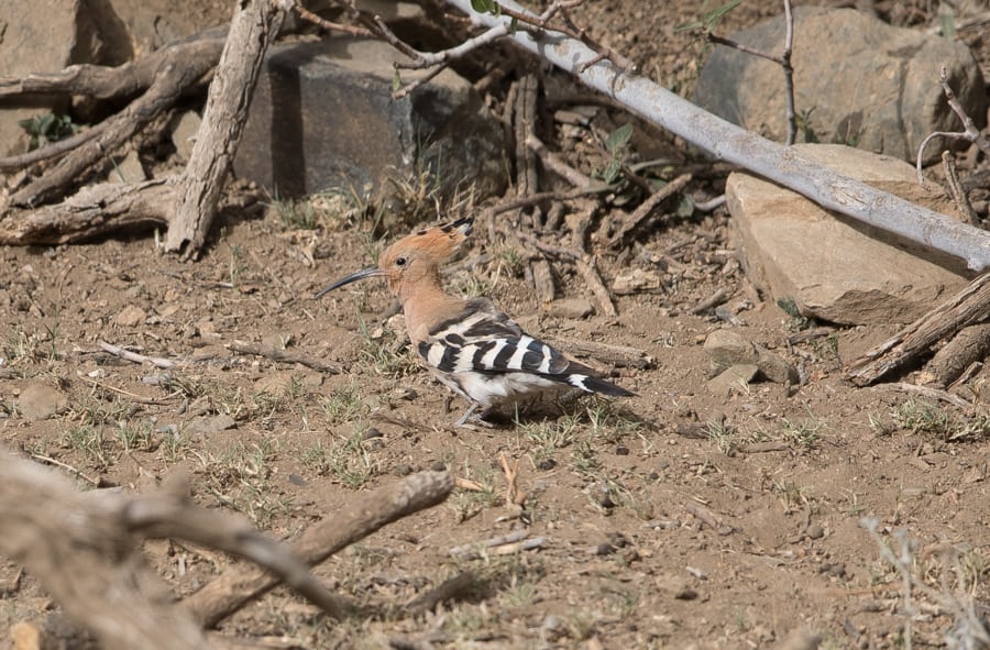 Birding Wadi Grosbeak – Near Bani Saad