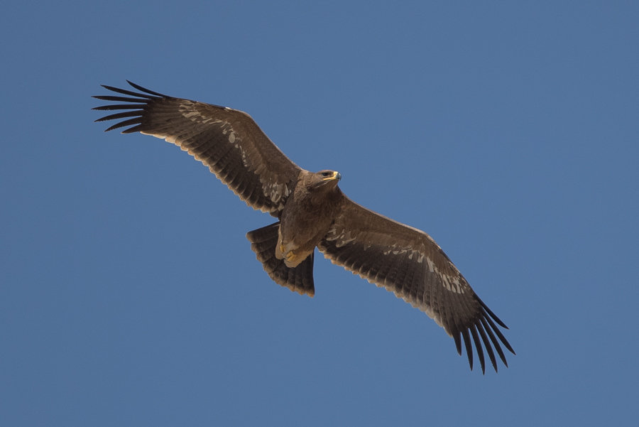 Migrating Steppe Eagles – Between Tanoumah & Abha