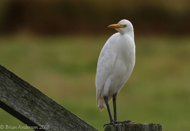 Sea watch at Cley