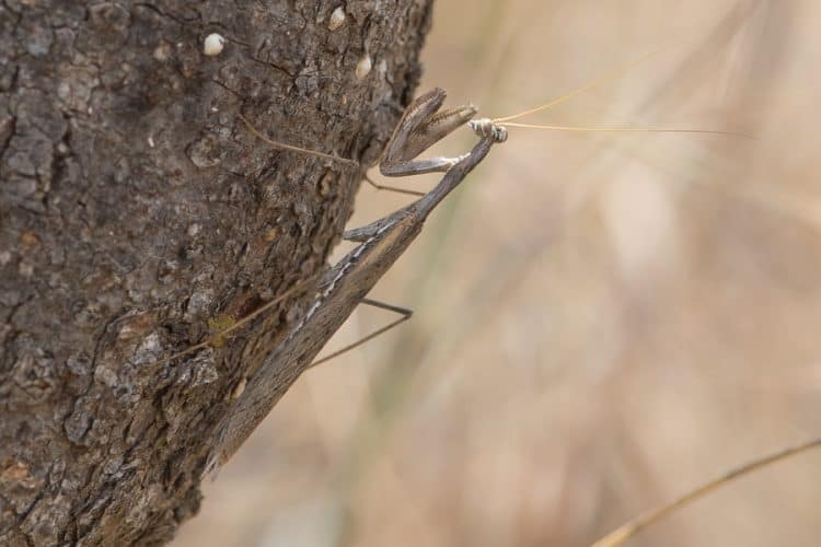 Fairy Mantis – Tanoumah