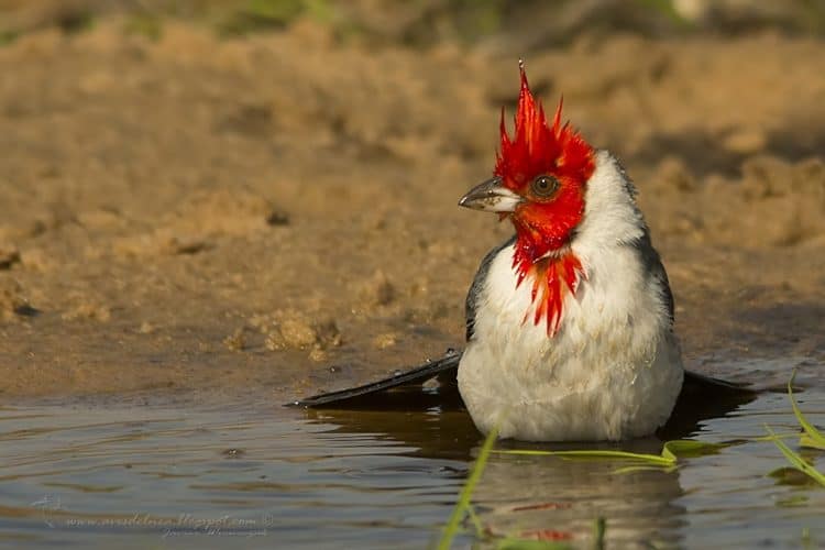 Un Cardenal, Fibonacci, encuadre y firmas