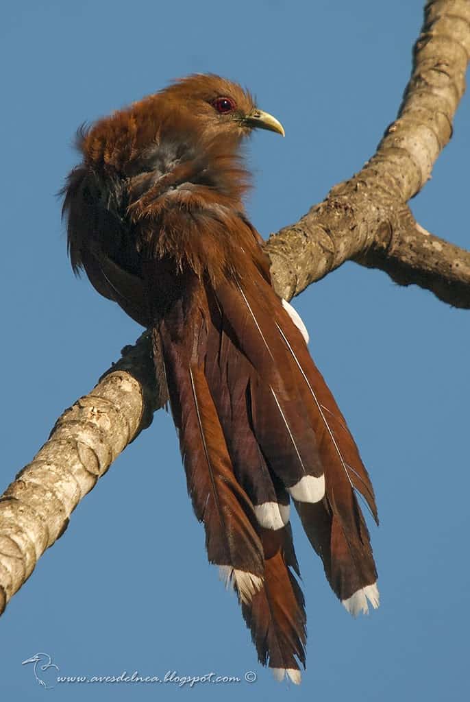 Tingazú (Squirrel Cuckoo) Piaya cayana