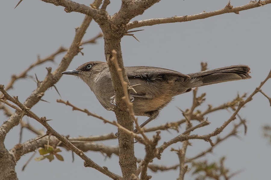Yemen Warbler – Tanoumah