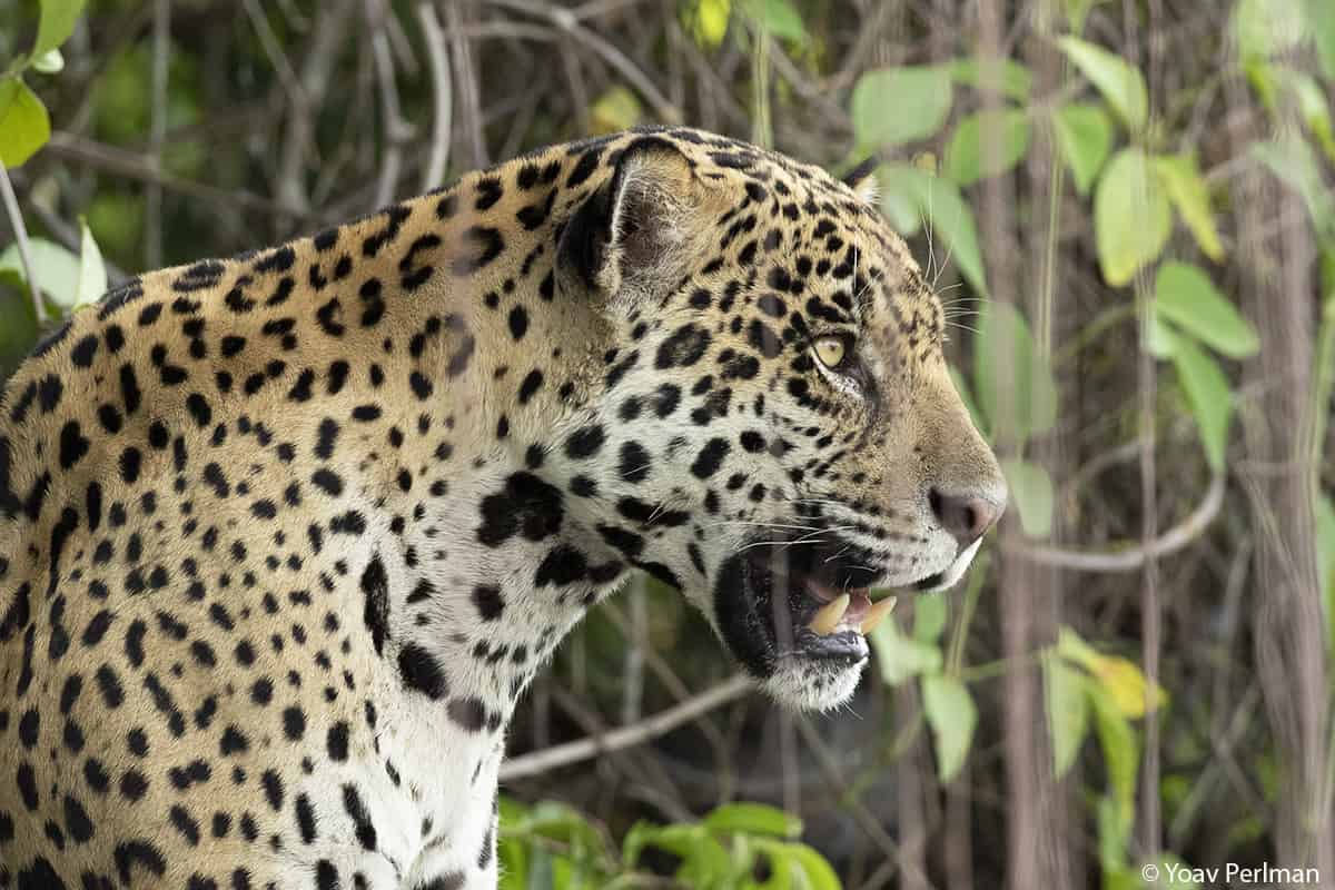 Jaguars of the Pantanal | Focusing on Wildlife