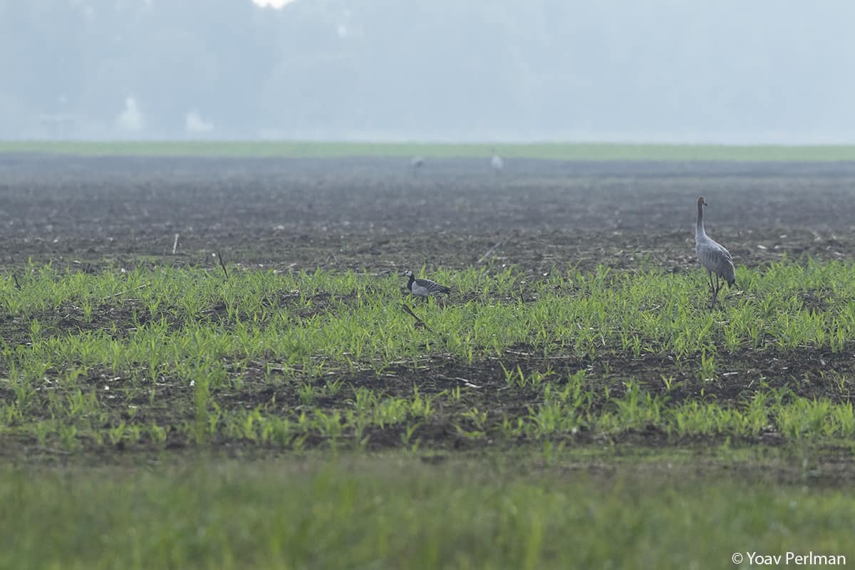 Barnacle Goose!