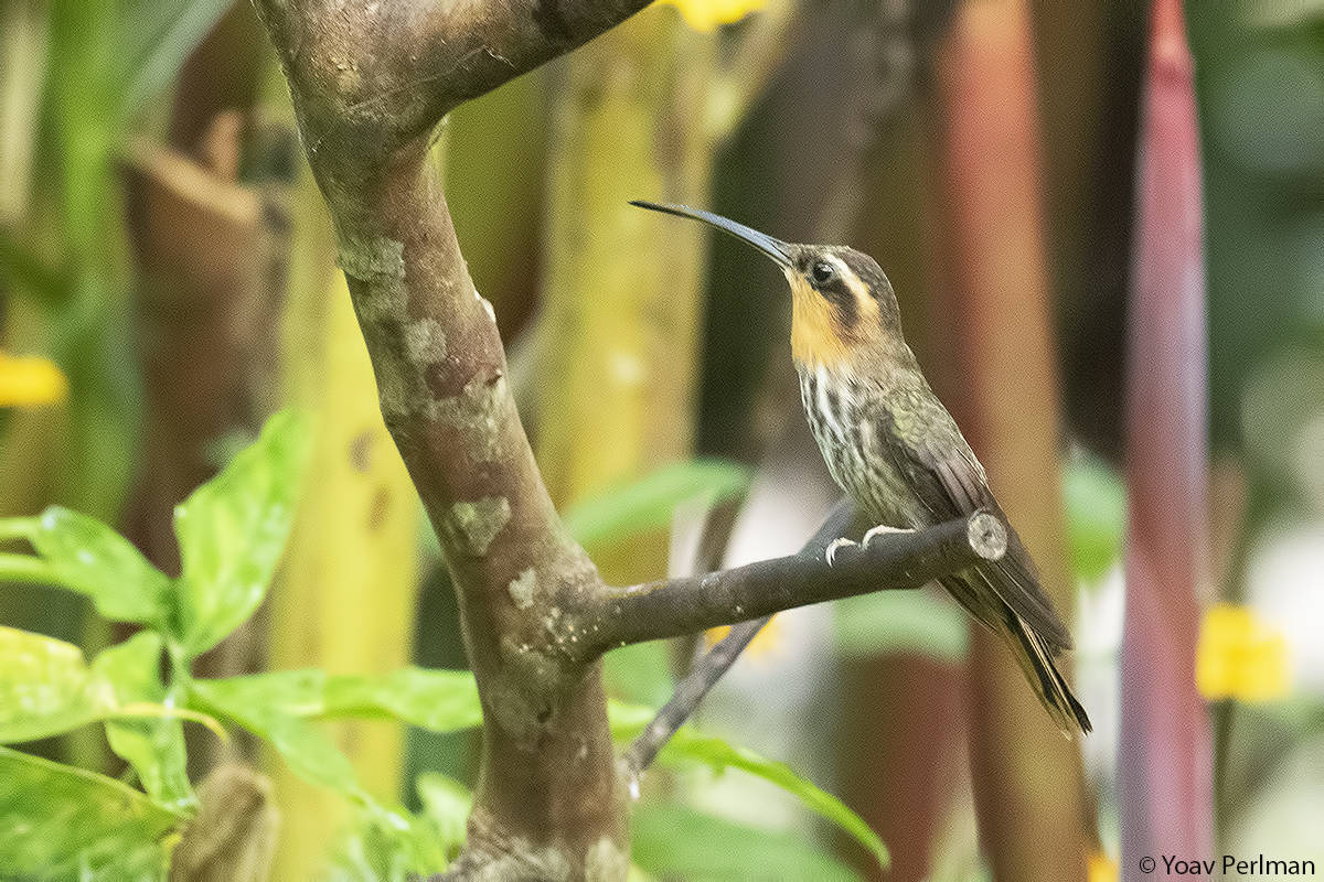 Brazil Day #8 – Wet Hummers