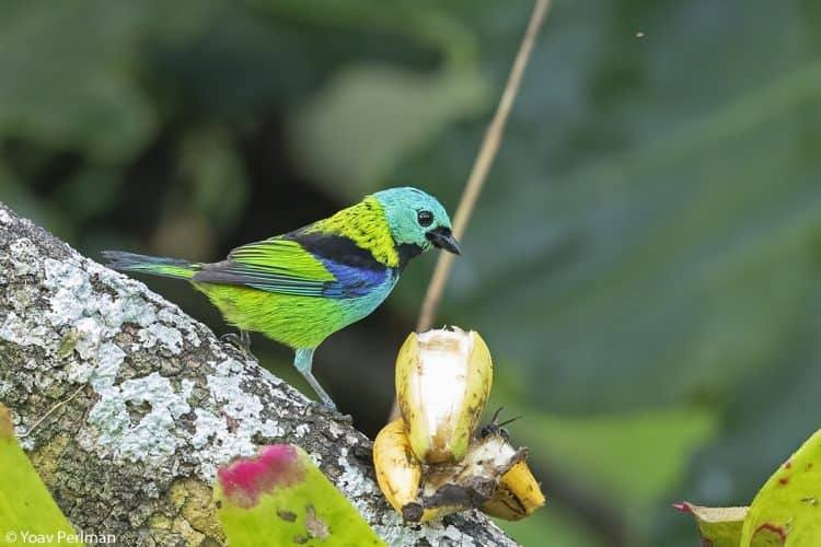 Brazil Ubatuba Day #7 – Tanagers Galore