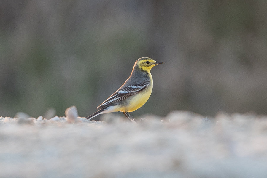 Male Citrine Wagtail – Jubail