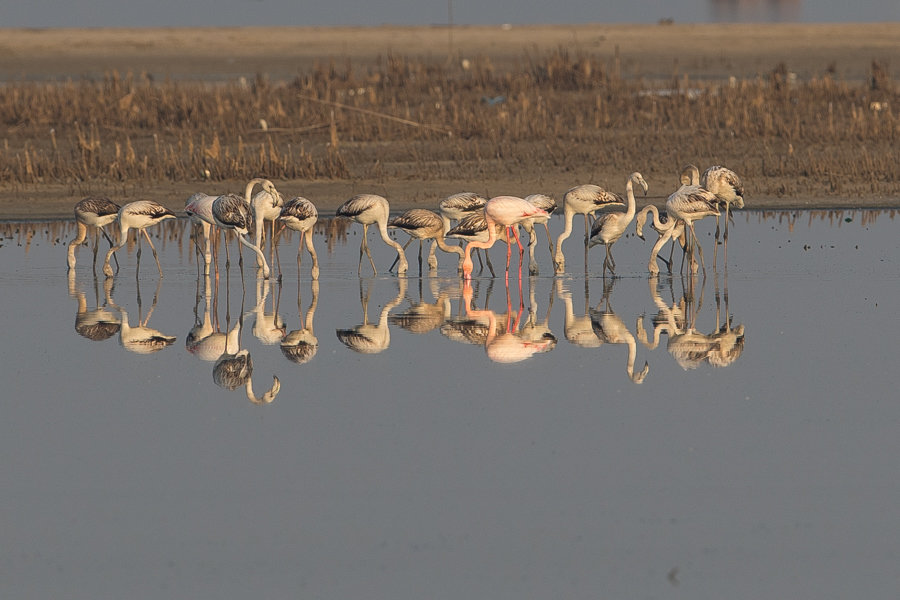 Greater Flamingo – Jubail