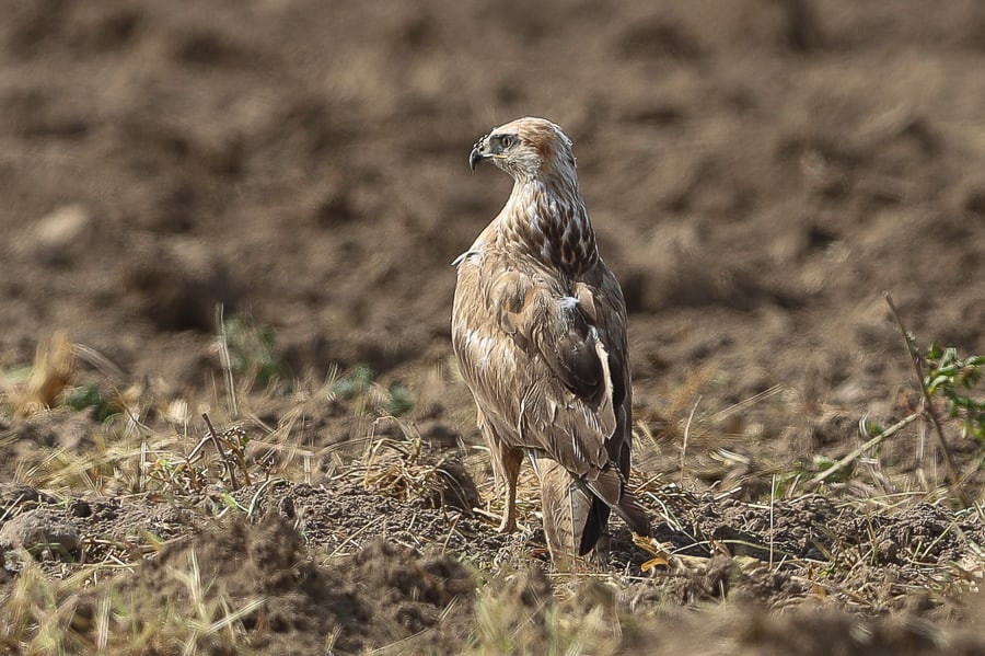 Long-legged Buzzards – Haradh