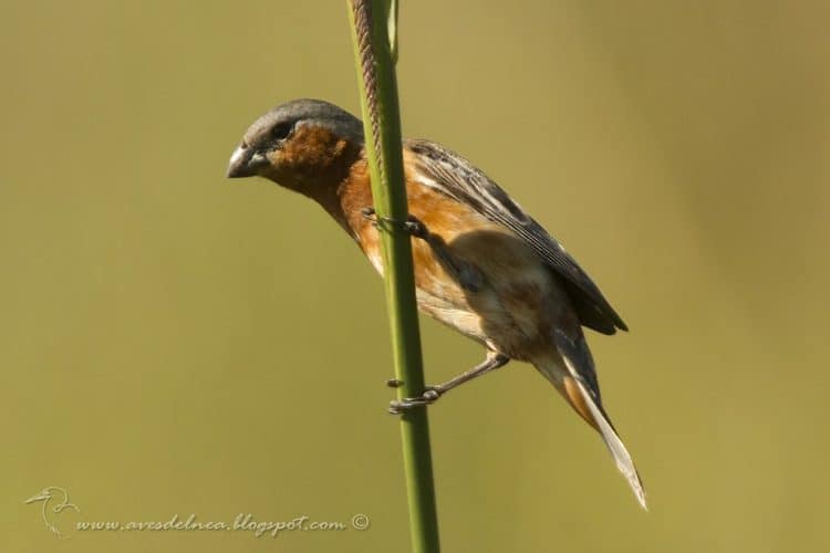 Capuchino canela (Tawny-bellied Seedeater) Sporophila hypoxantha