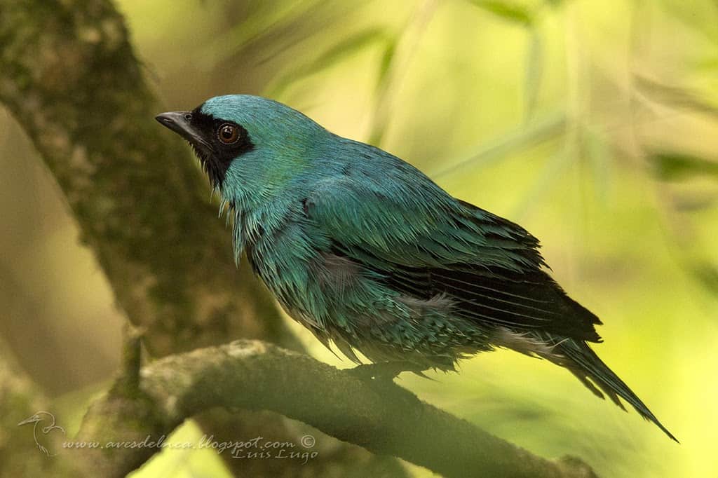 Tersina (Swallow tanager) Tersina viridis