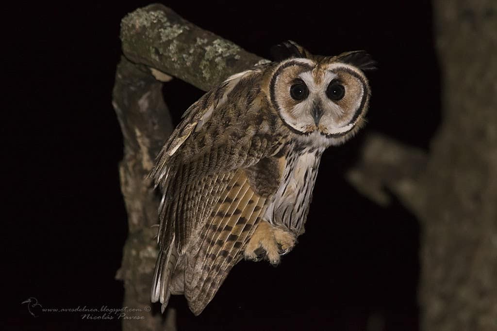 Lechuzón orejudo (Striped Owl) Pseudoscops clamator