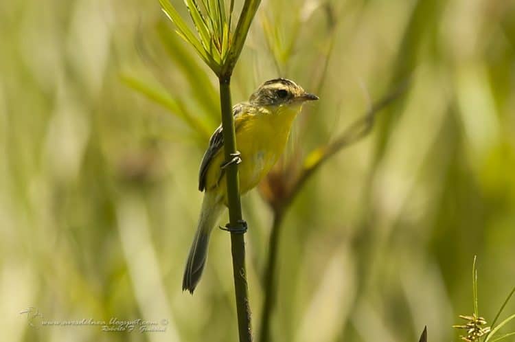 Doradito copetón (Crested Doradito) Pseudocolopteryx sclateri