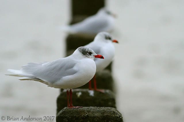 Great visit to Wallasea Island