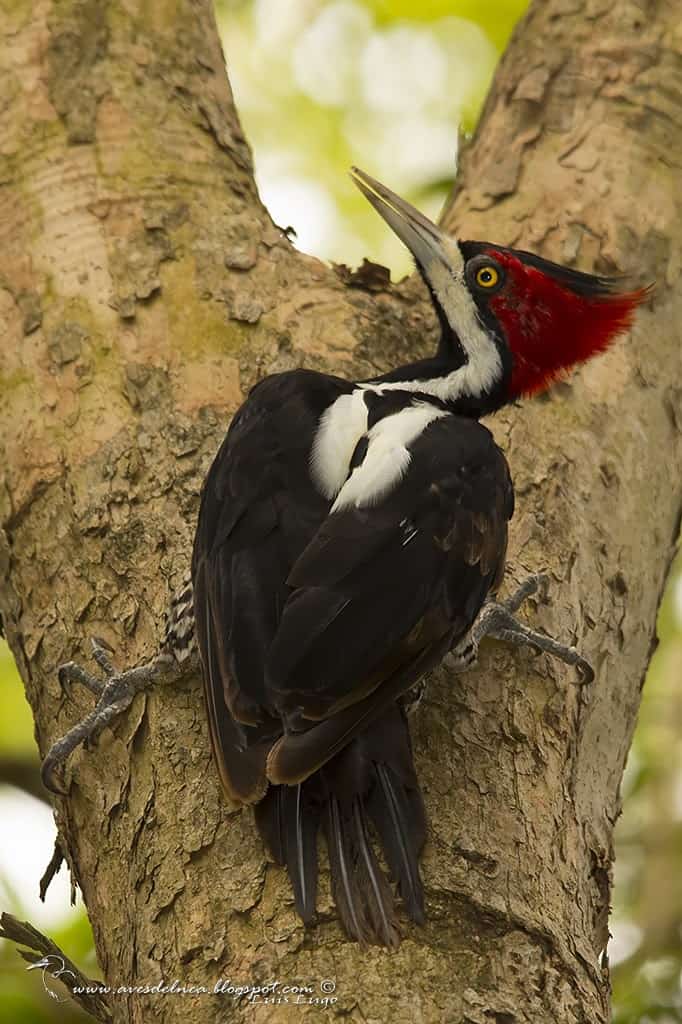 Carpintero garganta negra (Crimson-crested Woodpecker) Campephilus melanoleucos