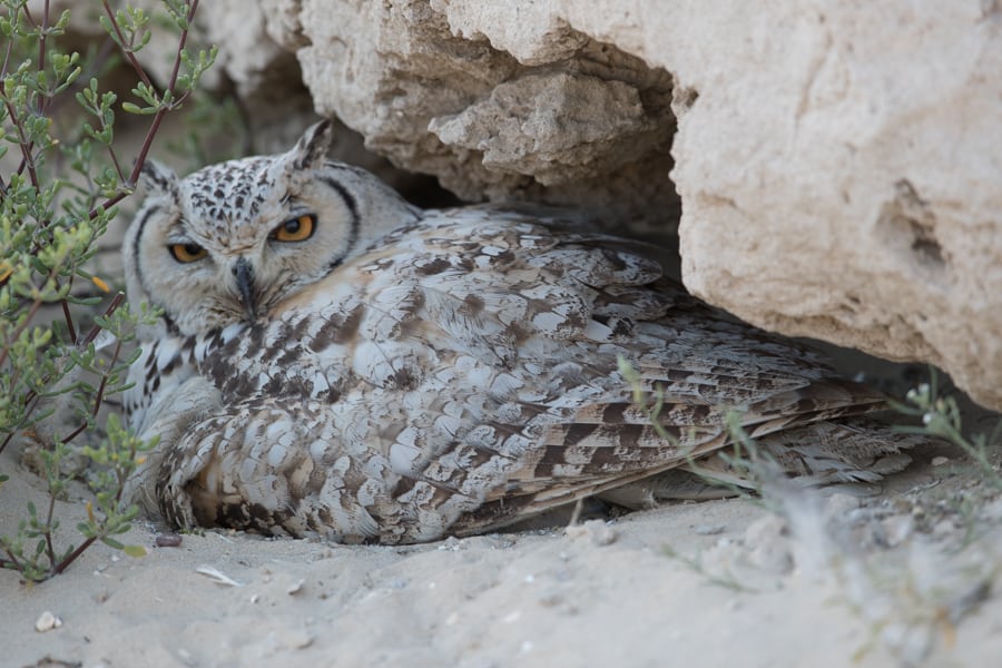 Pharaoh Eagle Owl – Jubail area