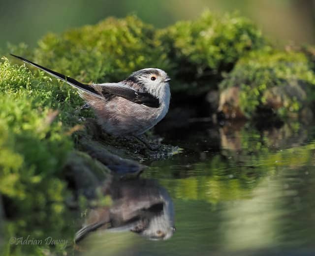 Pond visitors