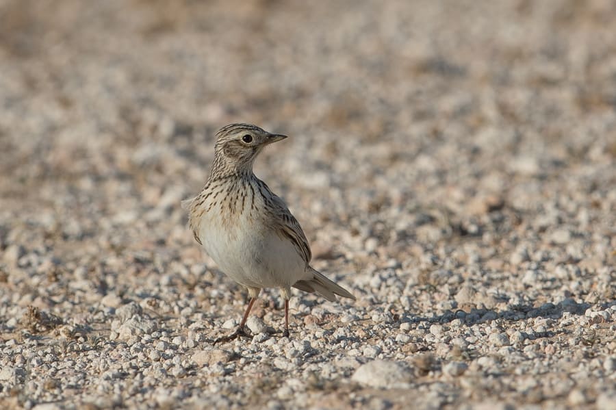 Buntings and Larks – Jebal Hamrah