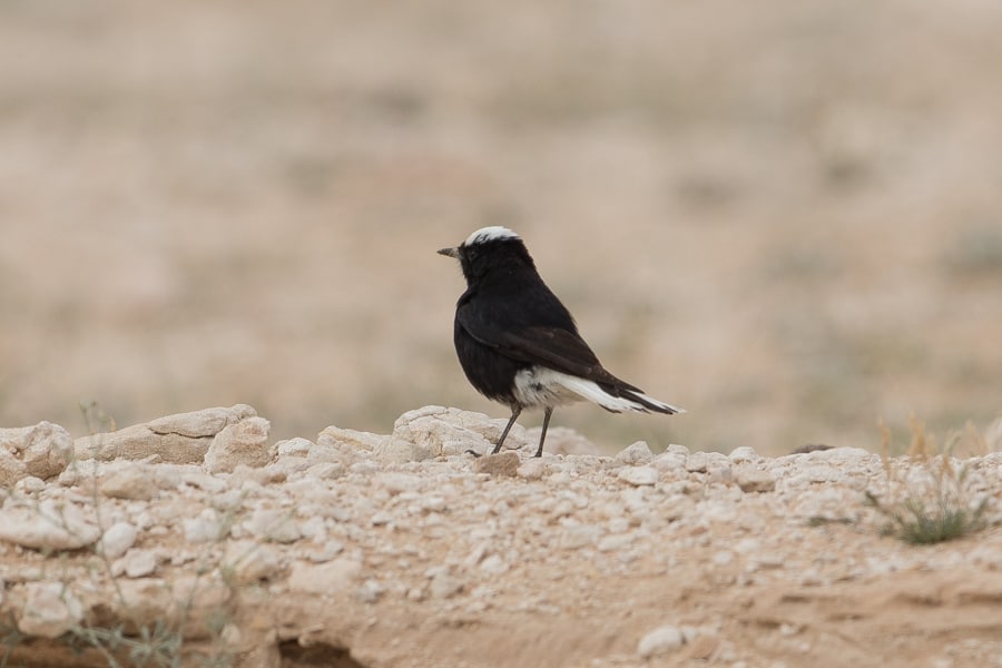 Wheatears – Shedgum Escarpment