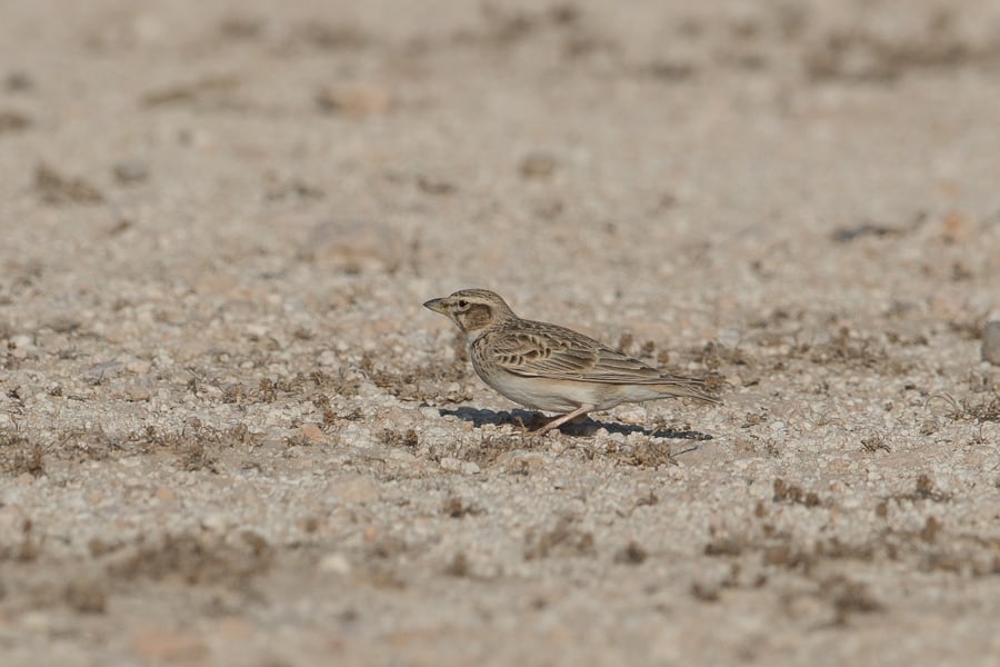 Flock of 30 Bimaculated Larks – Jebal Hamrah