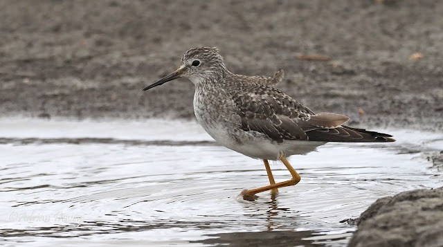 Lesser Yellowlegs and Ruff in Dorset.