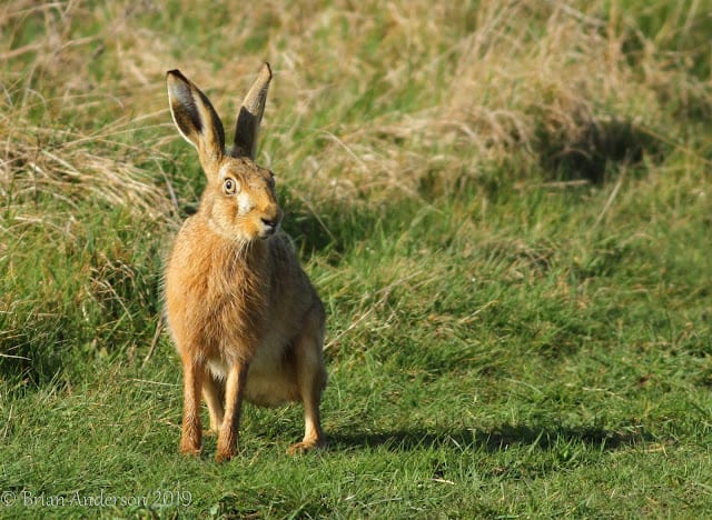 First visit to Elmley of 2019