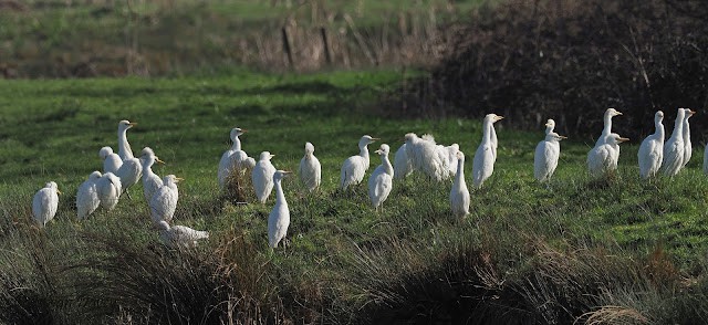 Cattle Egrets