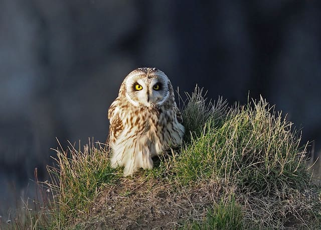 Short Eared Owl