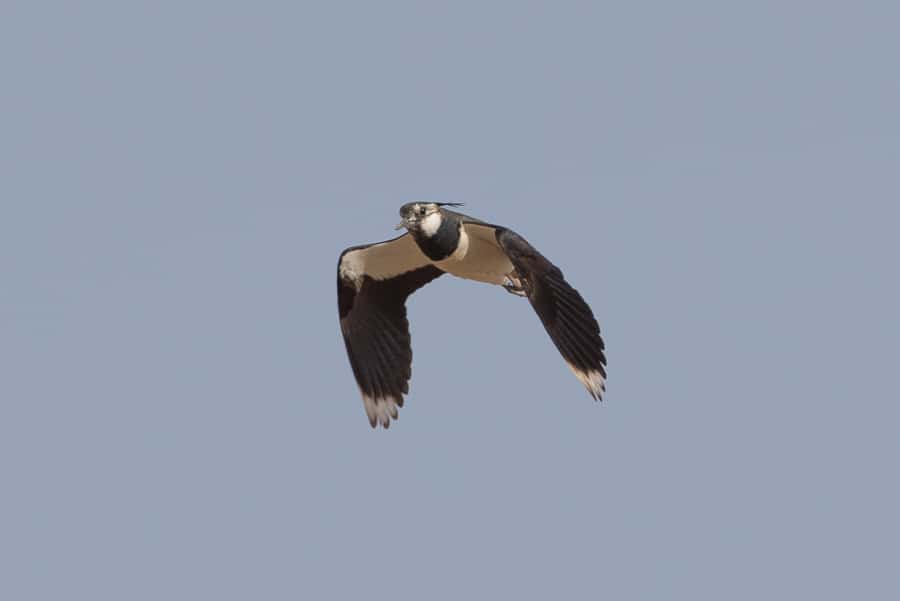 Lapwings of various species – Haradh