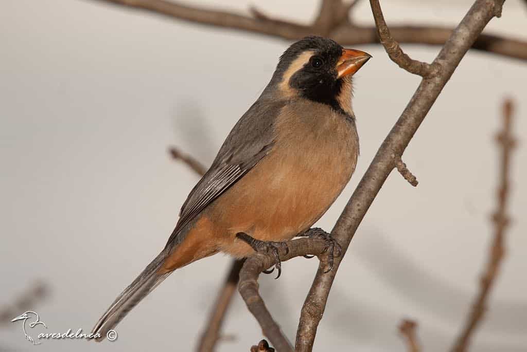 Pepitero de collar (Golden-billed Saltator) Saltator aurantiirostris