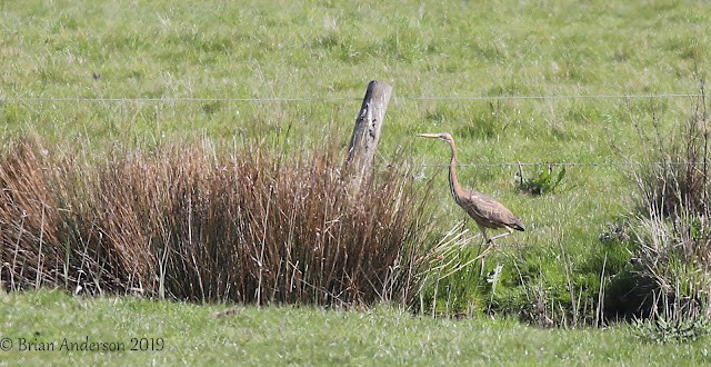 Purple Heron at Burnham