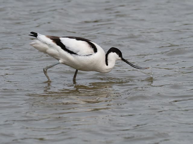 Slimbridge WWT, Hayling Island, Denny Wood and Pennington Marsh