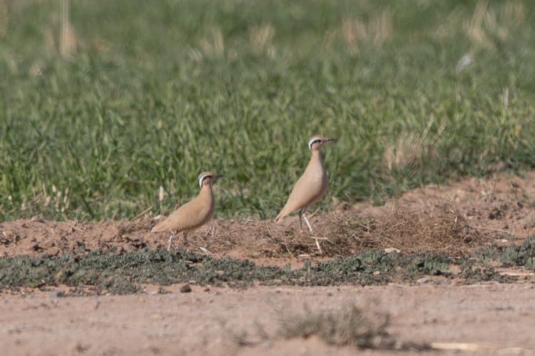 Winter Birds – Tabuk