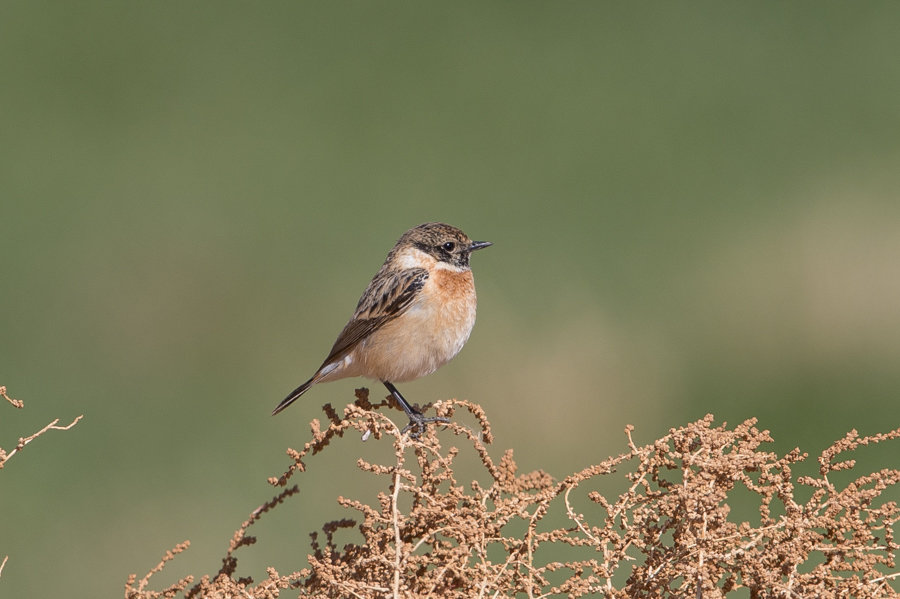 Western Siberian Stonechat - Tabuk | Focusing on Wildlife