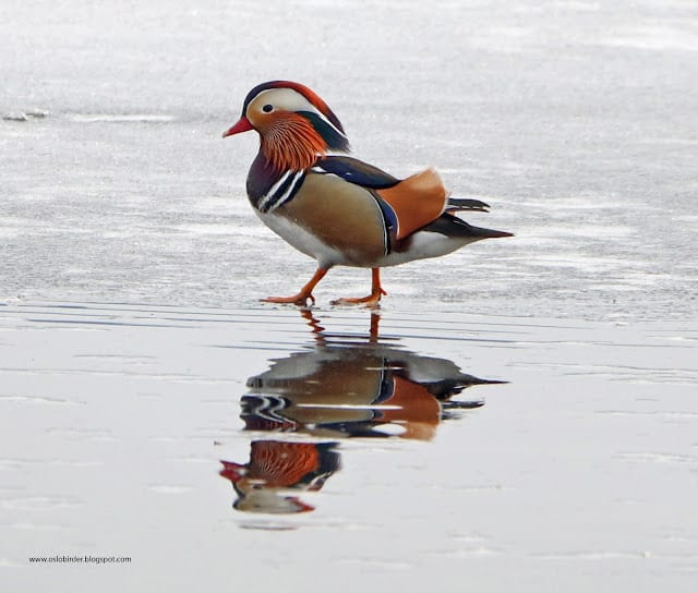 Maridalen Mandarin