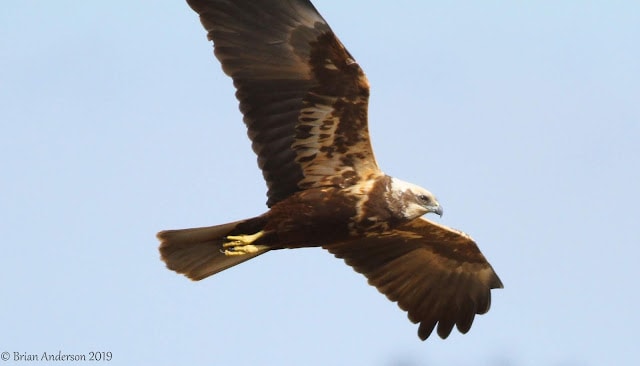 Marsh Harrier Elmley