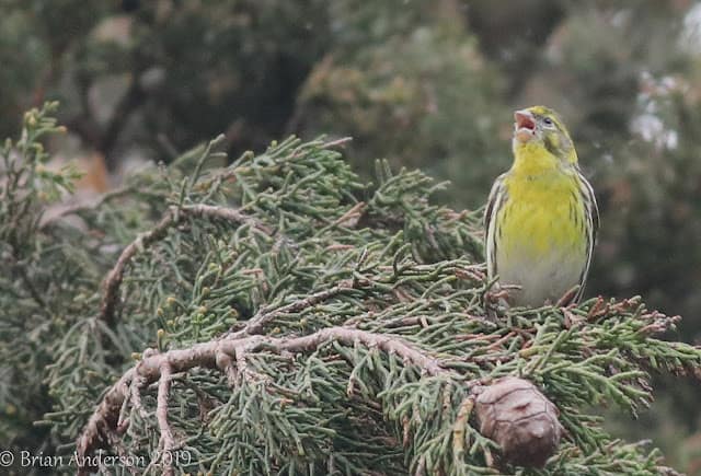 Serin at Littlestone and a first for London