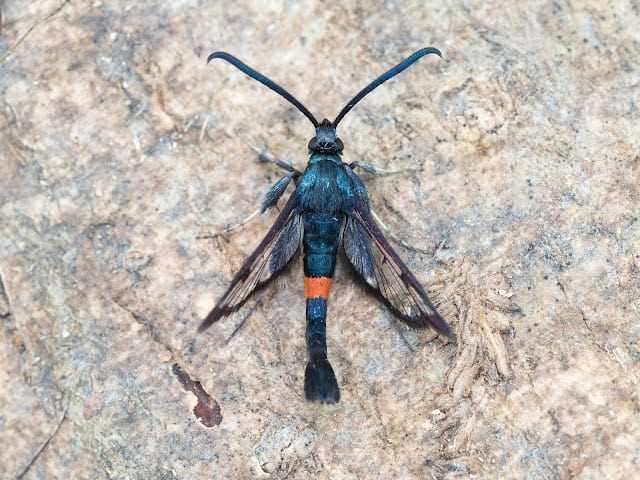 Red-belted Clearwing, Romsey