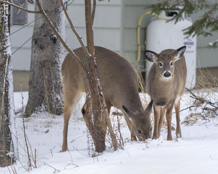 Plan to use crossbows to kill nuisance deer in Nova Scotia town challenged by critics