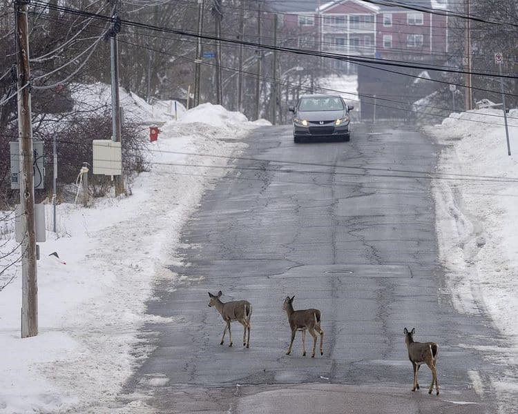Deer roam through Truro, N.S. on Friday, Jan. 14, 2022. The town is planning to bring in hunters armed with crossbows to kill 20 female deer to deal with a deer population that is not manageable. ANDREW VAUGHAN / THE CANADIAN PRESS