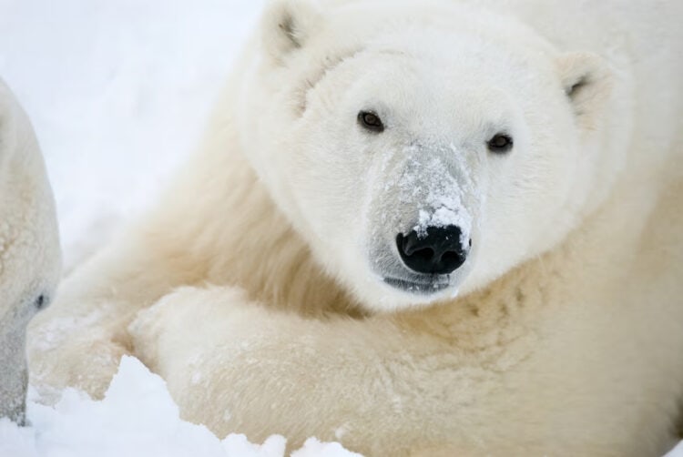 In Churchill, in Manitoba, Canada, is known as the polar bear capital of the world due to the number of bears visiting in summer months. Photograph: BJ Kirschhoffer/Polar Bears International