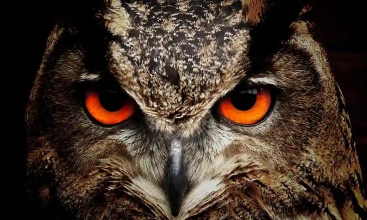 Hormonal Eurasian eagle owl attacks Norfolk joggers
