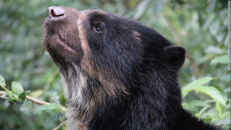The bears and the bees: How honey is helping to save the spectacled bear