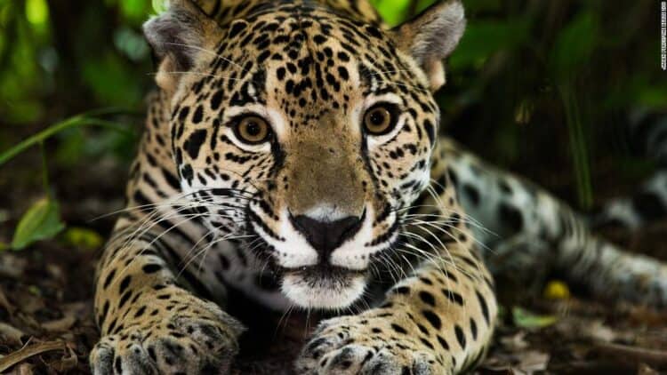 Jaguars once roamed from the south of the United States to southern Argentina, but in recent decades both their numbers and geographic range have declined. The Central American country of Belize is now considered one of the remaining strongholds. The big cats are notoriously elusive and hard to spot in the wild -- pictured here is a jaguar from Belize Zoo.