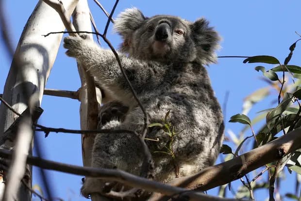 Queensland koala funding diverted to rollercoaster could be much better spent, experts say